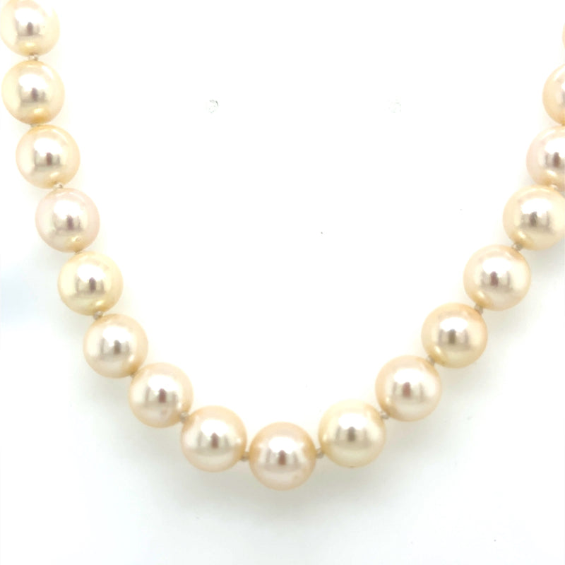 Pearls with Gold Clasp